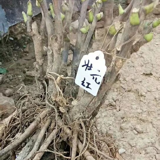 菏泽 观赏牡丹种植