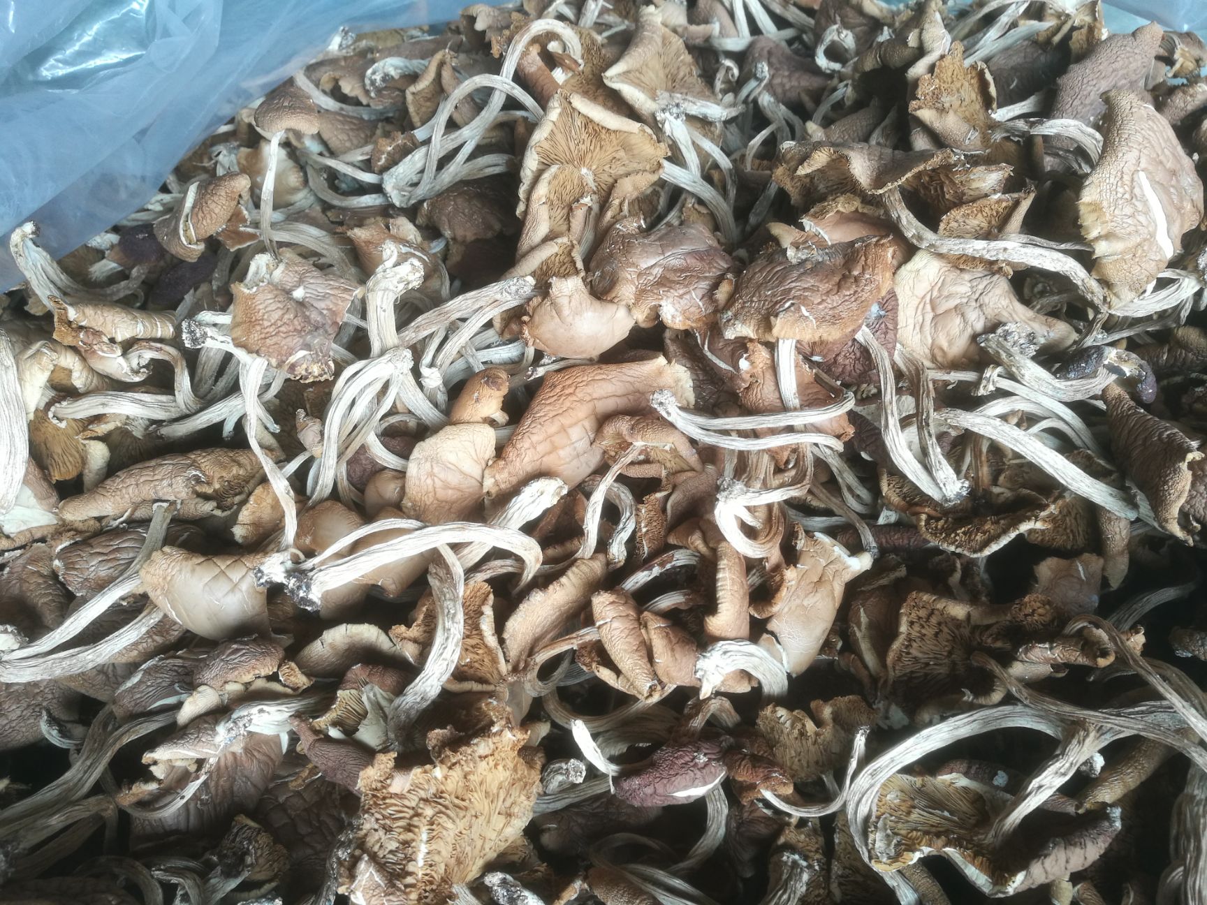 广昌5号茶树菇  广昌5号开伞菇     短炳    散装包