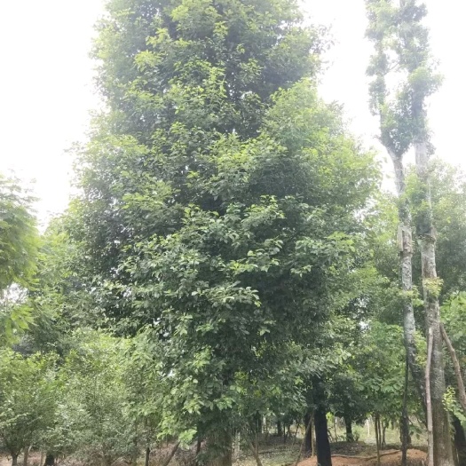眉山 10-85公分小叶香樟