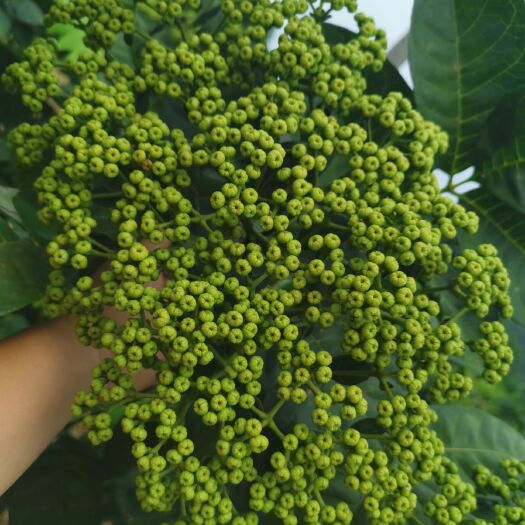 河池吴茱萸苗 签合同购苗，0.8米以上，正宗中花吴茱萸扦插苗