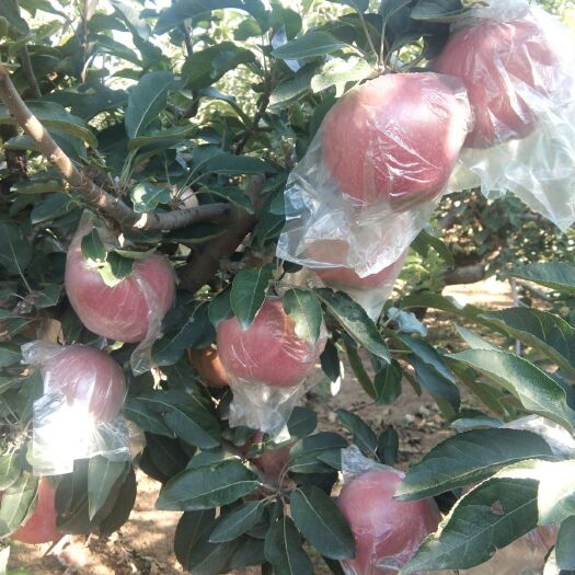 汤阴县 红星苹果大量上市
