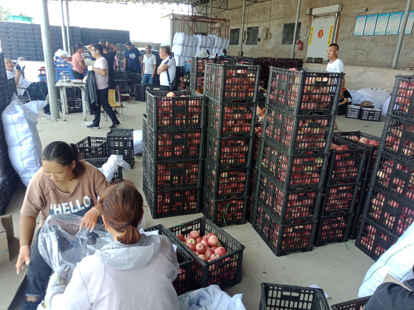 红星苹果  山西 万荣 纸袋新红星 75以上 中秋节馈赠佳品