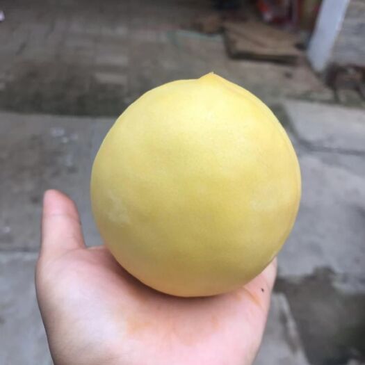 乾县 黄桃