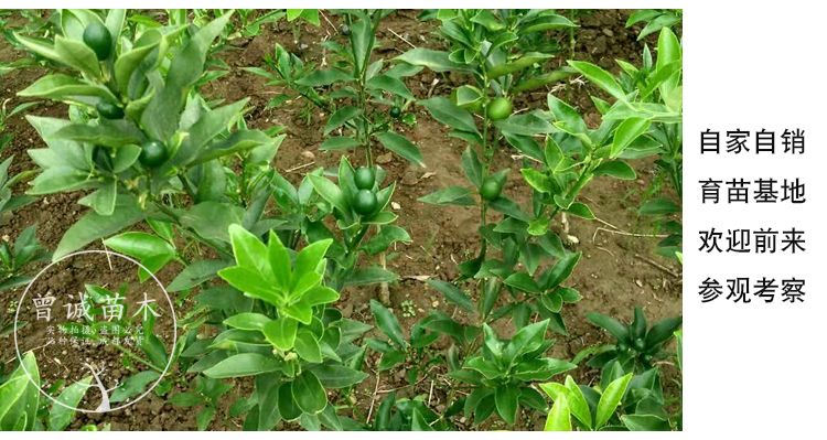 滑皮金桔苗  滑皮金桔柑橘苗金桔树苗金桔柑橘苗果苗柑橘苗