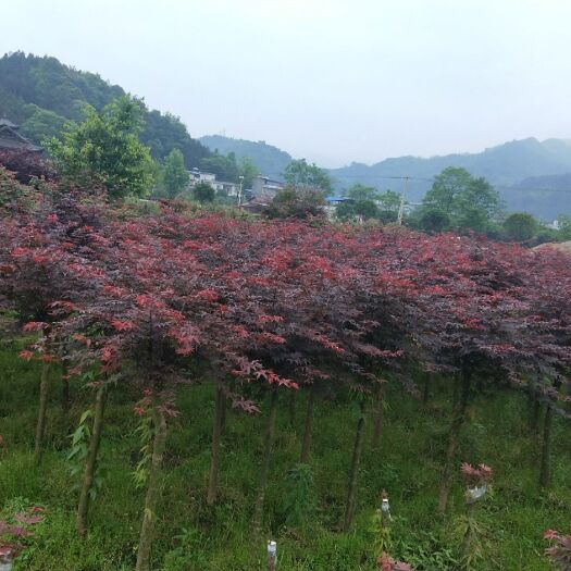 全州县日本红枫