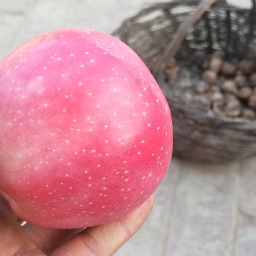 合水县红星苹果 75mm以下 条红 纸+膜袋
