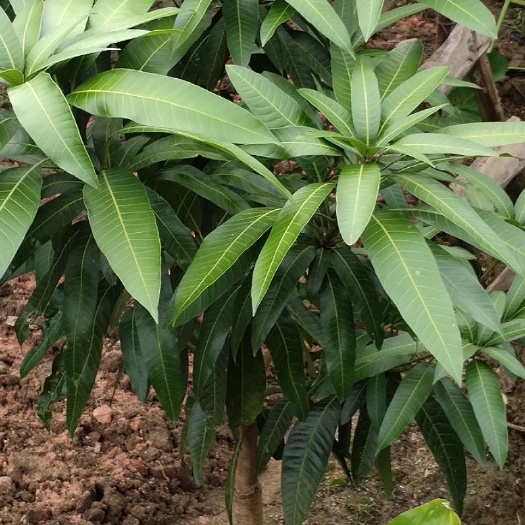灵山县 象牙芒果苗