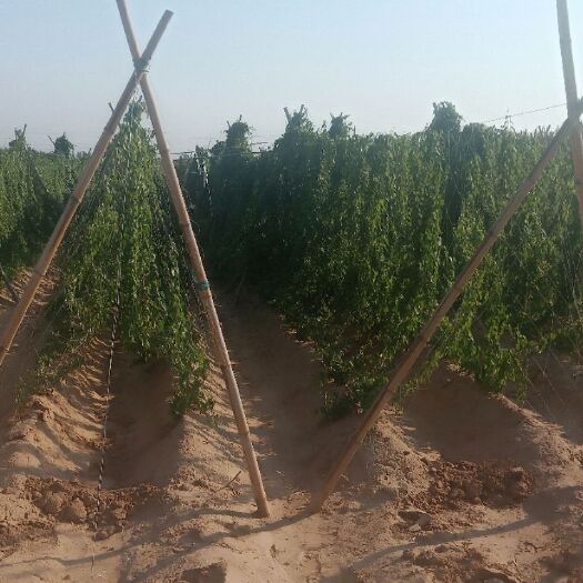 隆尧县铁棍山药麻山药 大量现货货源充足有没有机会合作一下管找货一斤1毛  158三
