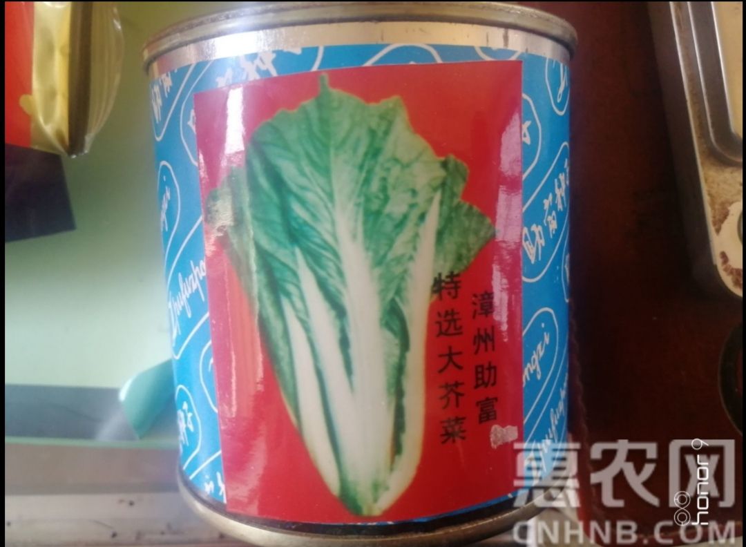 芥菜种子 易种植腌制咸菜，菜干，酸菜