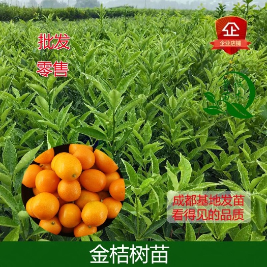 简阳市滑皮金桔苗  滑皮金桔柑橘苗金桔树苗金桔柑橘苗果苗柑橘苗
