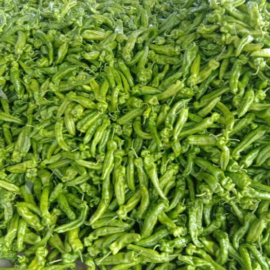 夏邑县 精品301辣椒