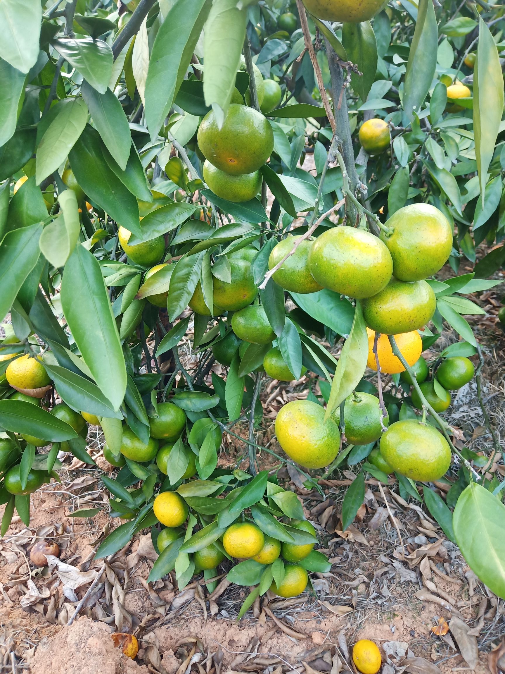 柑桔  大分一号特早蜜桔苗皮薄甜度高化渣