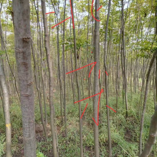 启东市北栾树 北栾