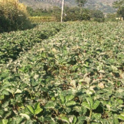建德市 出售30万株左右草莓苗