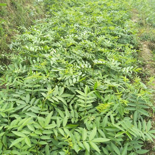 重庆市 正宗江津九叶青花椒苗，高产耐寒，提供种植技术和管理方案
