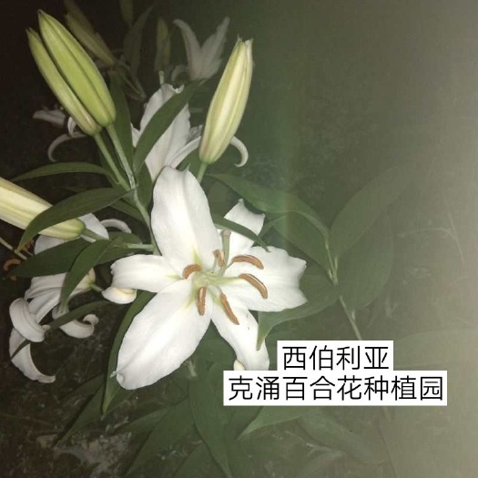 南平 百合花    西伯利亚