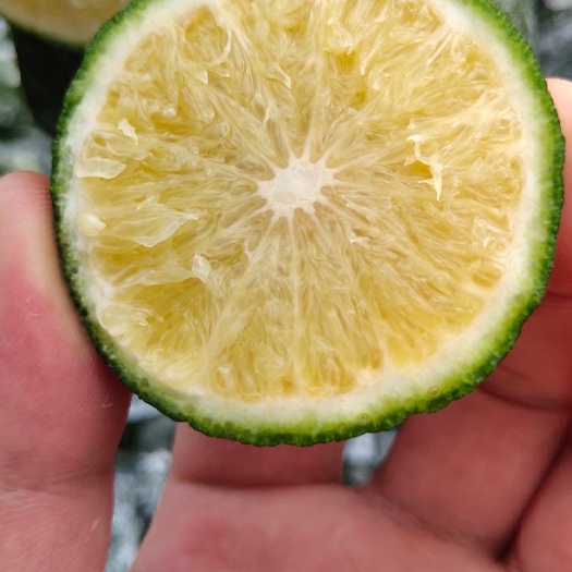 灵山县无核沃柑苗