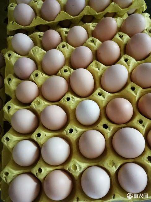 霍邱县 优质花凤，大午，场地直销，价廉物美！看清楚纯正土鸡蛋！！
