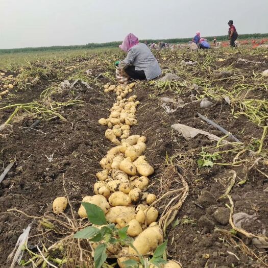 牙克石市 荷兰土豆，尤金土豆，兴佳土豆，闽薯，大量供应，常年有货，质量