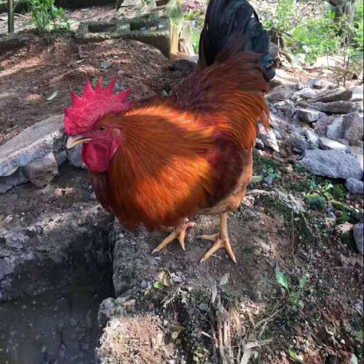 西林县火鸭苗 专业批发零售各种家禽种苗，