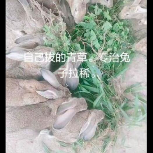 月月兔 返乡创业好选择。