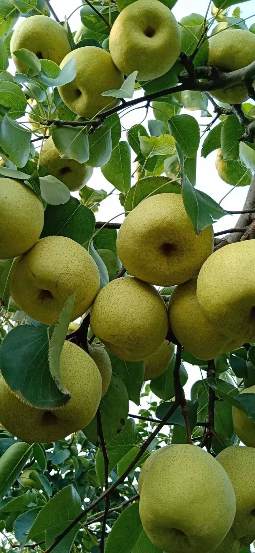  梨 酥梨 砀山梨 地址安徽省砀山县