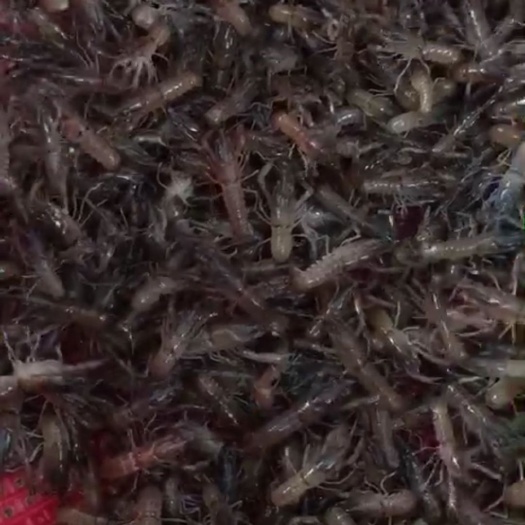 陵水县优质澳洲淡水龙虾虾苗，欢迎订购。