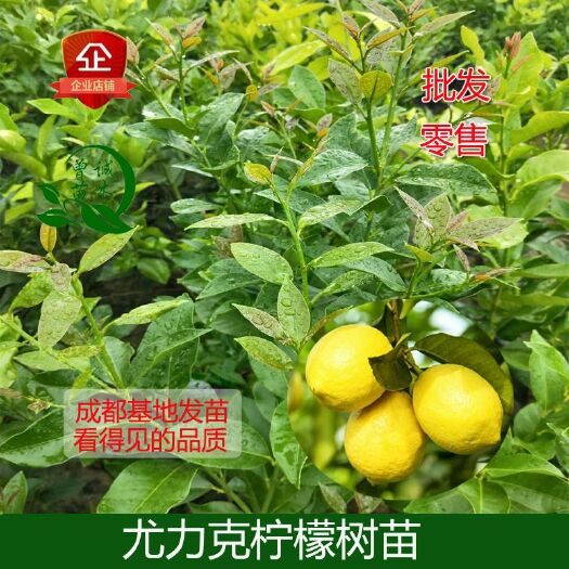 简阳市尤力克柠檬苗  安岳柠檬苗尤力克柠檬美国尤力克柠檬树苗柠檬树