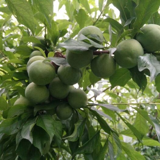 彭州市李子树苗  青李子苗 青脆李苗，蜂糖李苗，脆红李苗，凤凰李苗