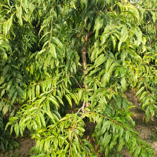 砀山县山毛桃树苗 2.0~2.5米