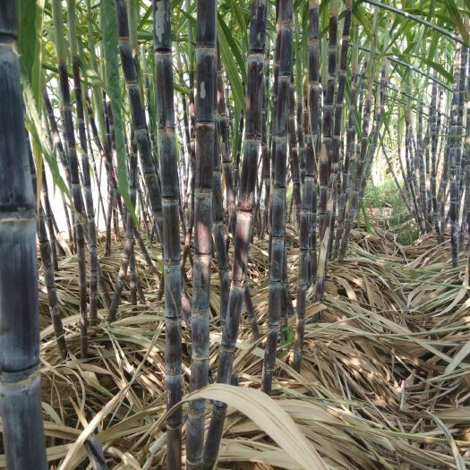 叶县 黑皮、青皮、玻璃脆甘蔗