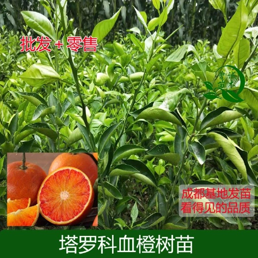 简阳市塔罗科血橙柑橘苗塔罗科新血8号柑橘苗嫁接塔罗科血橙苗品种保