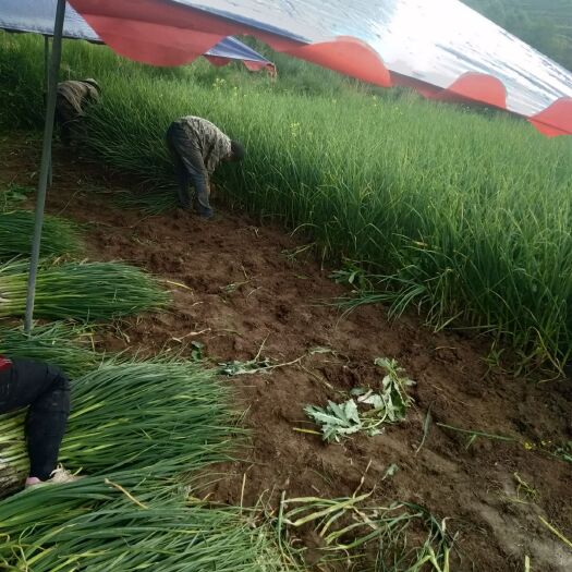 西宁 白跟蒜苗质量好