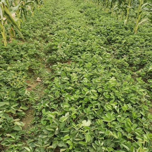 泰安丰香草莓苗品种介绍 丰香草莓苗价格 丰香草莓苗多少钱