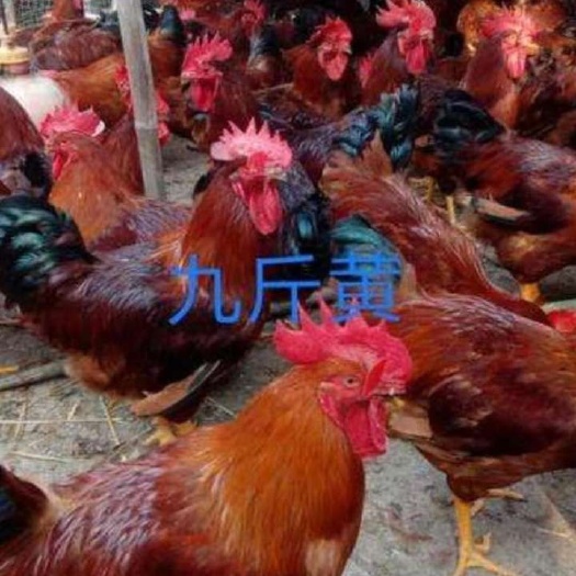 南宁 九斤黄鸡苗