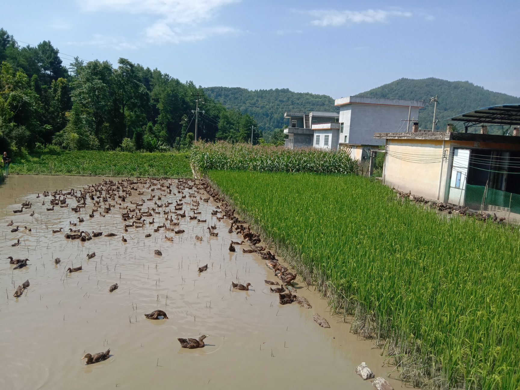 田鸭