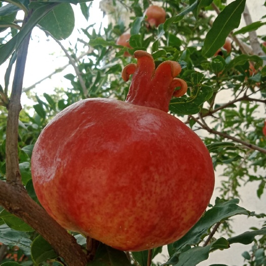 平邑县 专业种植蒙阳红，泰山红，牡丹，软子等品种石榴树苗！