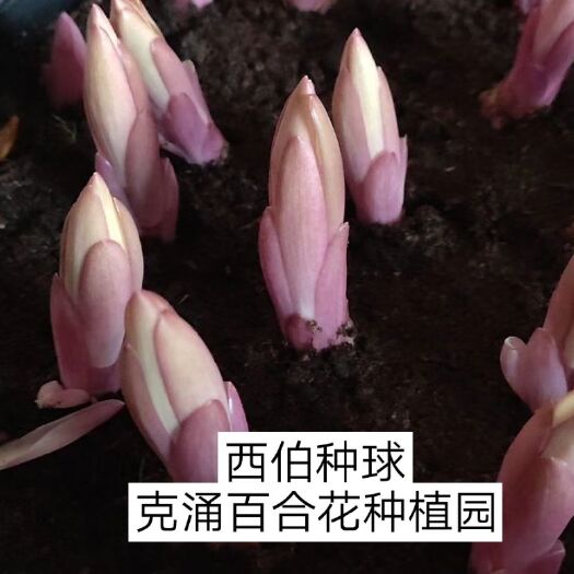 南平百合种球 百合花种球