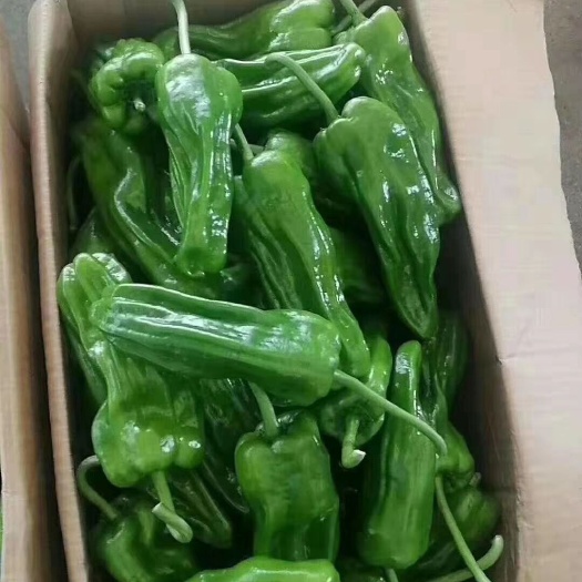 夏邑县 夏邑辣椒大量上市
