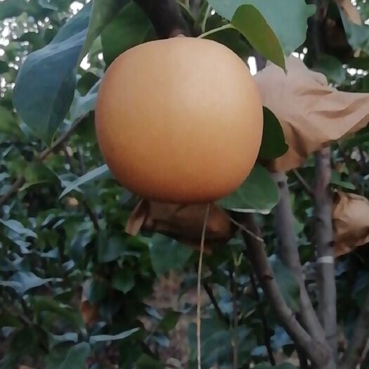 馆陶县秋月梨 口感香甜可口