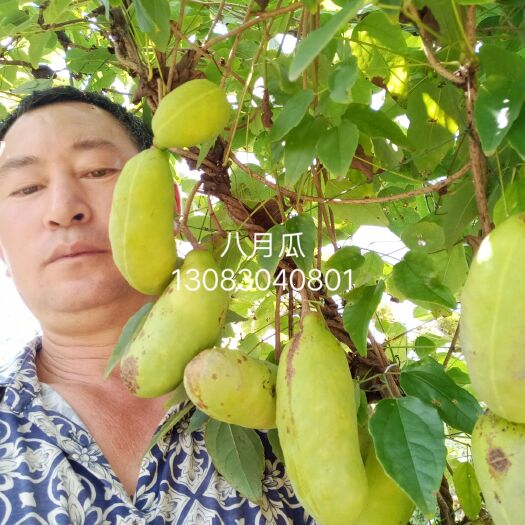 青阳县野生八月瓜 150g以上 种植