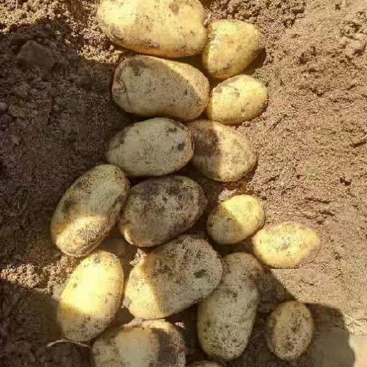 围场县 新鲜土豆！价格合理！量大