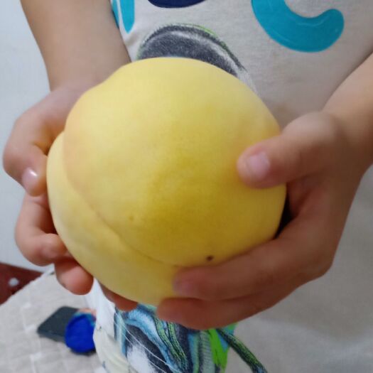 沂水县黄金桃  个体种植黄金脆20000斤