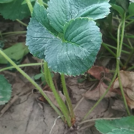 泰安 白草莓