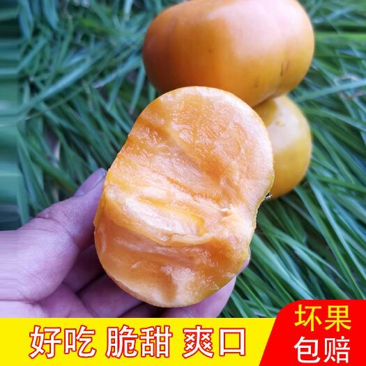 昆明云南保山新鲜水果柿子5斤10斤包邮当季脆柿脆柿电商供货