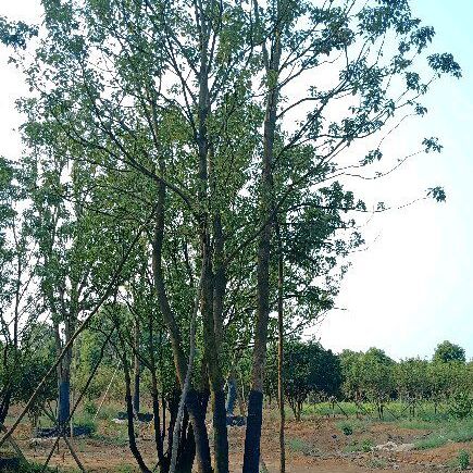  丛生多杆全冠香樟假植袋苗