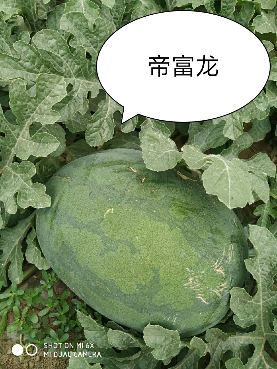 龙卷风西瓜种子  帝富龙耐重茬瓜码密易做果