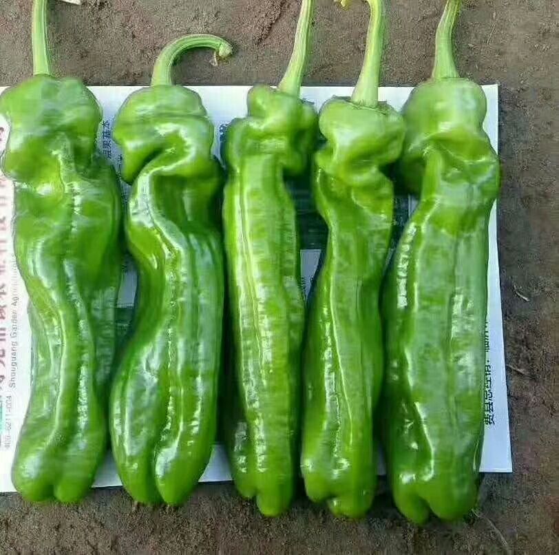 精品大棚辣椒.薄皮椒.301辣椒.线椒.螺丝椒