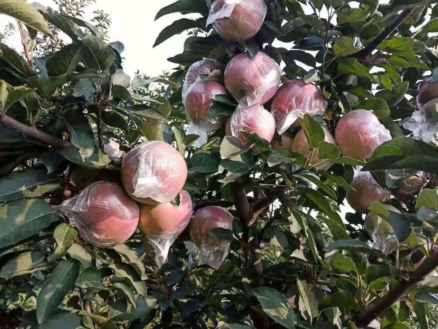 洛川苹果 无公害无农药产地直供