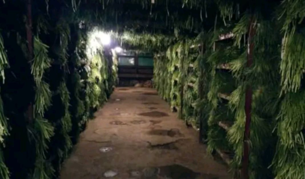 太空2号大蒜 混级统货 多瓣蒜